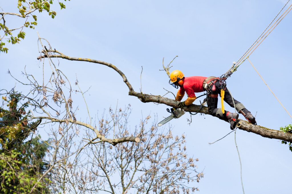 arborist-cutting-tree-with-chainsaw-min