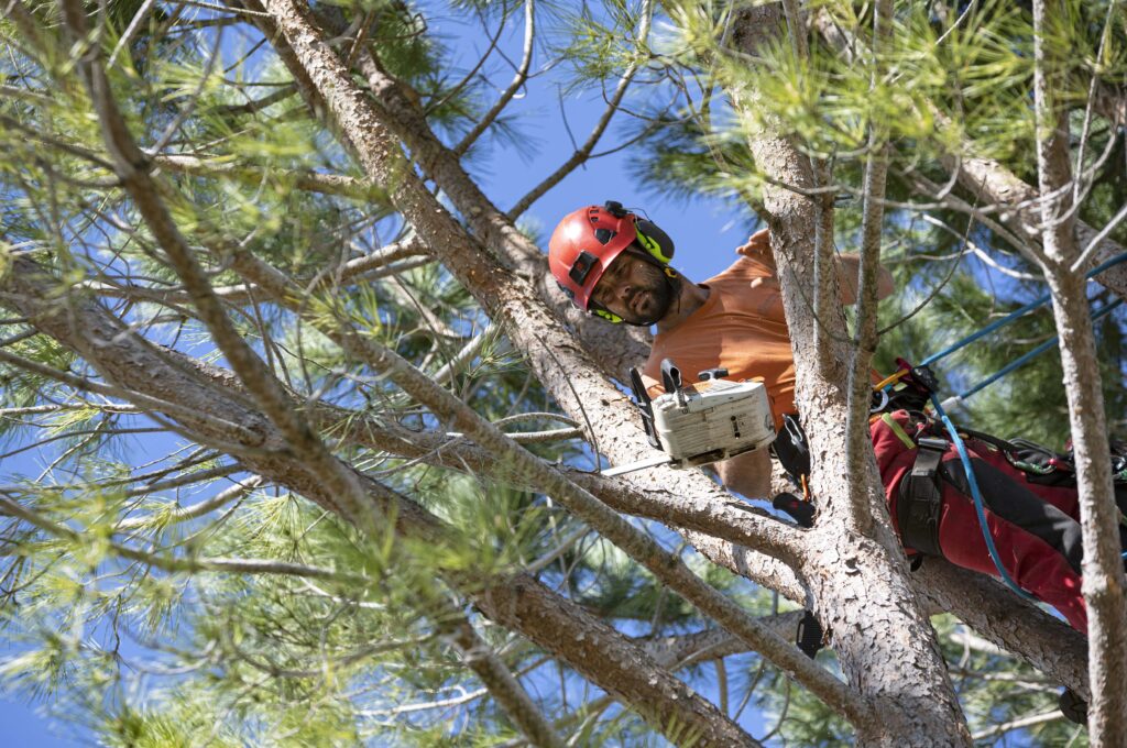 man-through-branches-pruning-tree-min